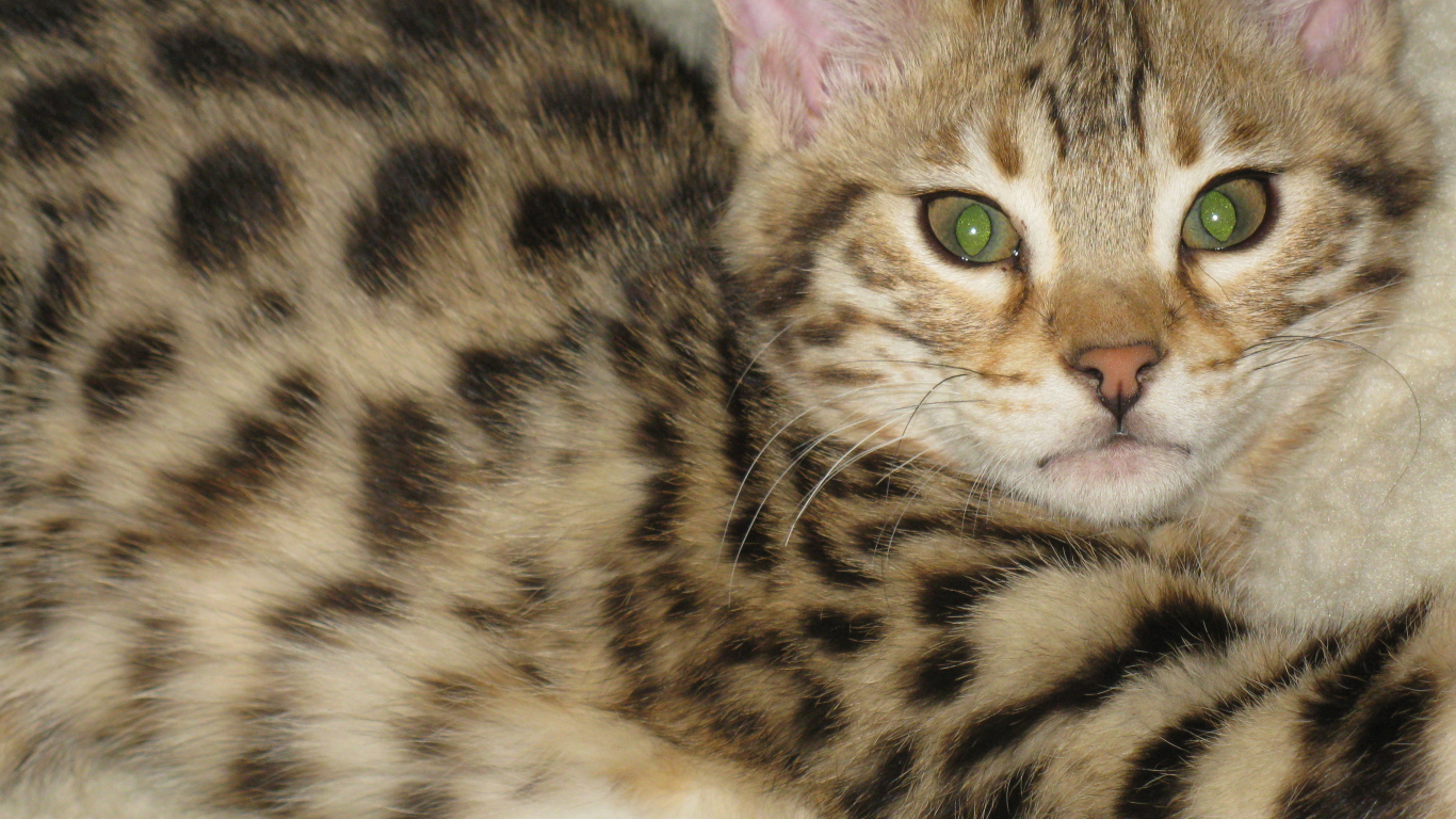 Милый котенок саванна