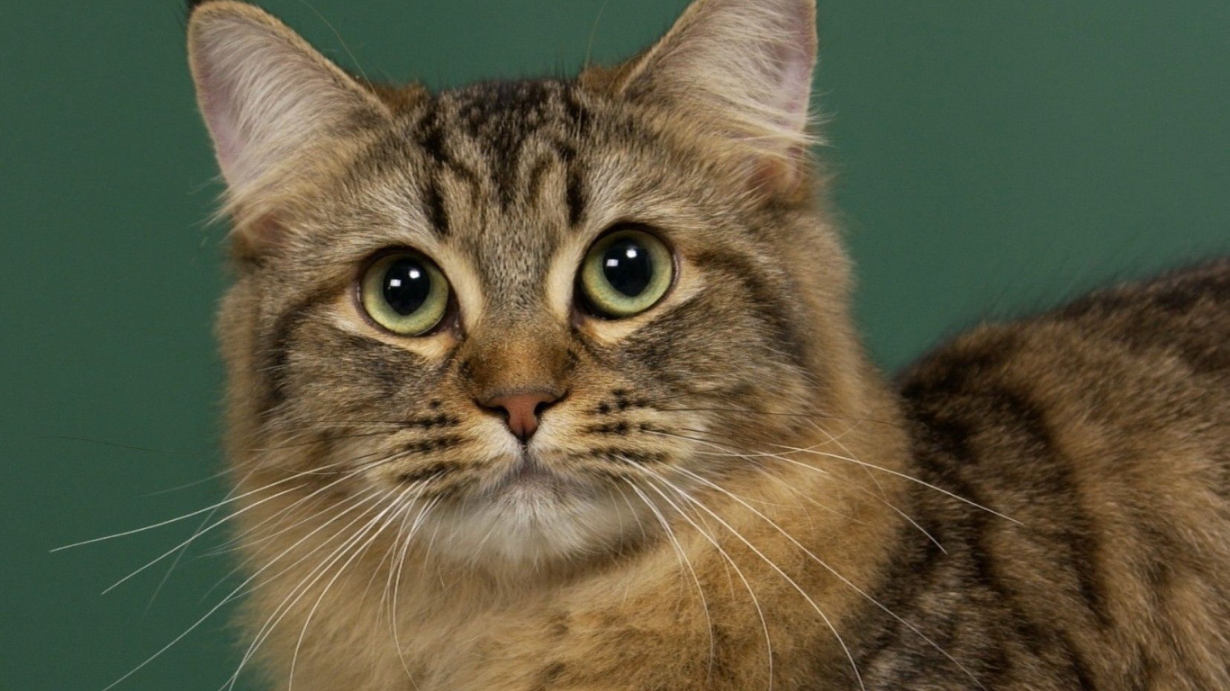 Милашка американский бобтейл