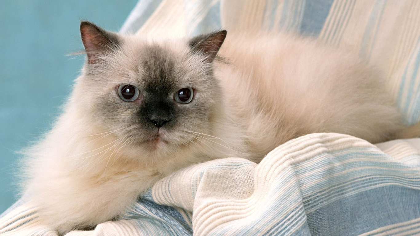 Милашка гималайская кошка