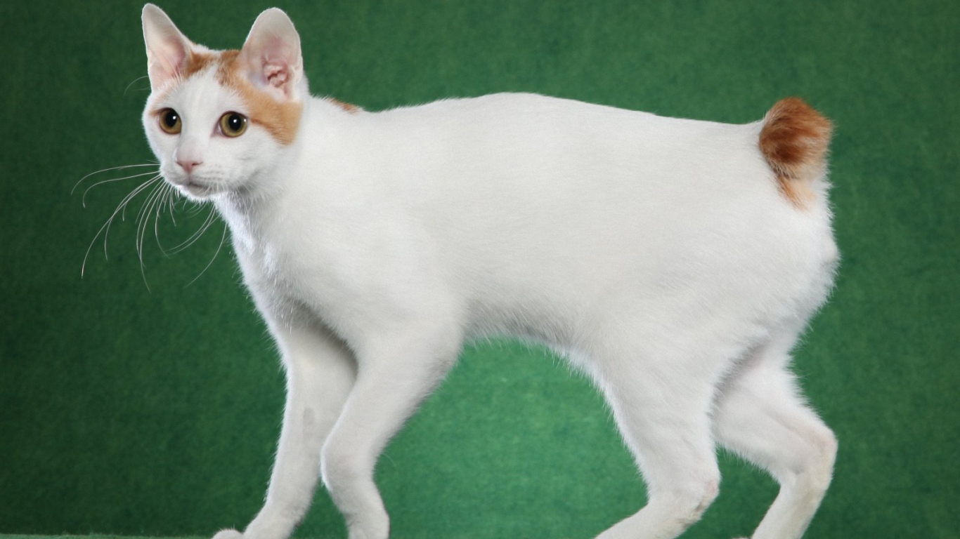 Милашка японский бобтейл