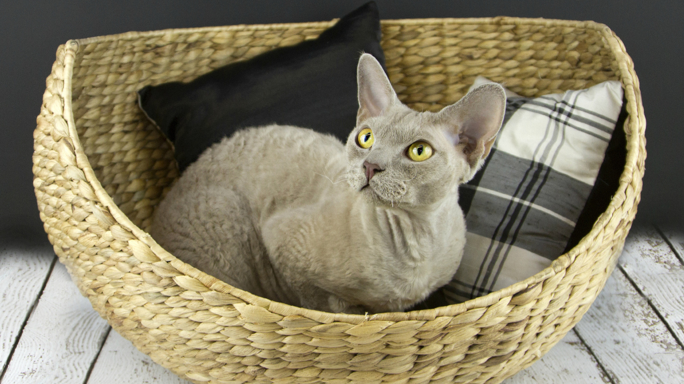 Кот девон-рекс в корзине