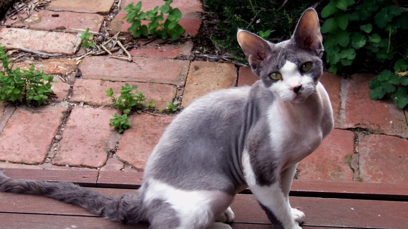 Девон рекс на улице