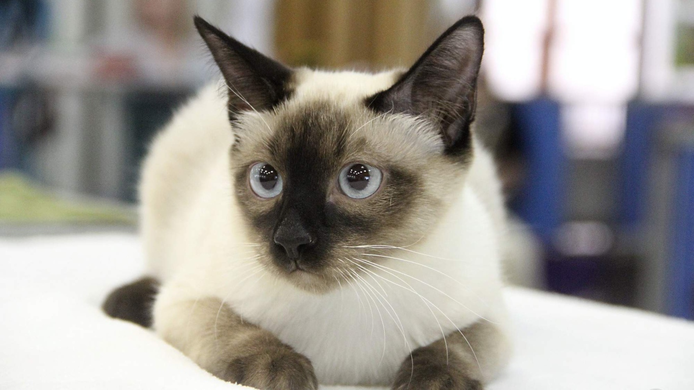 Ушастый кот меконгский бобтейл