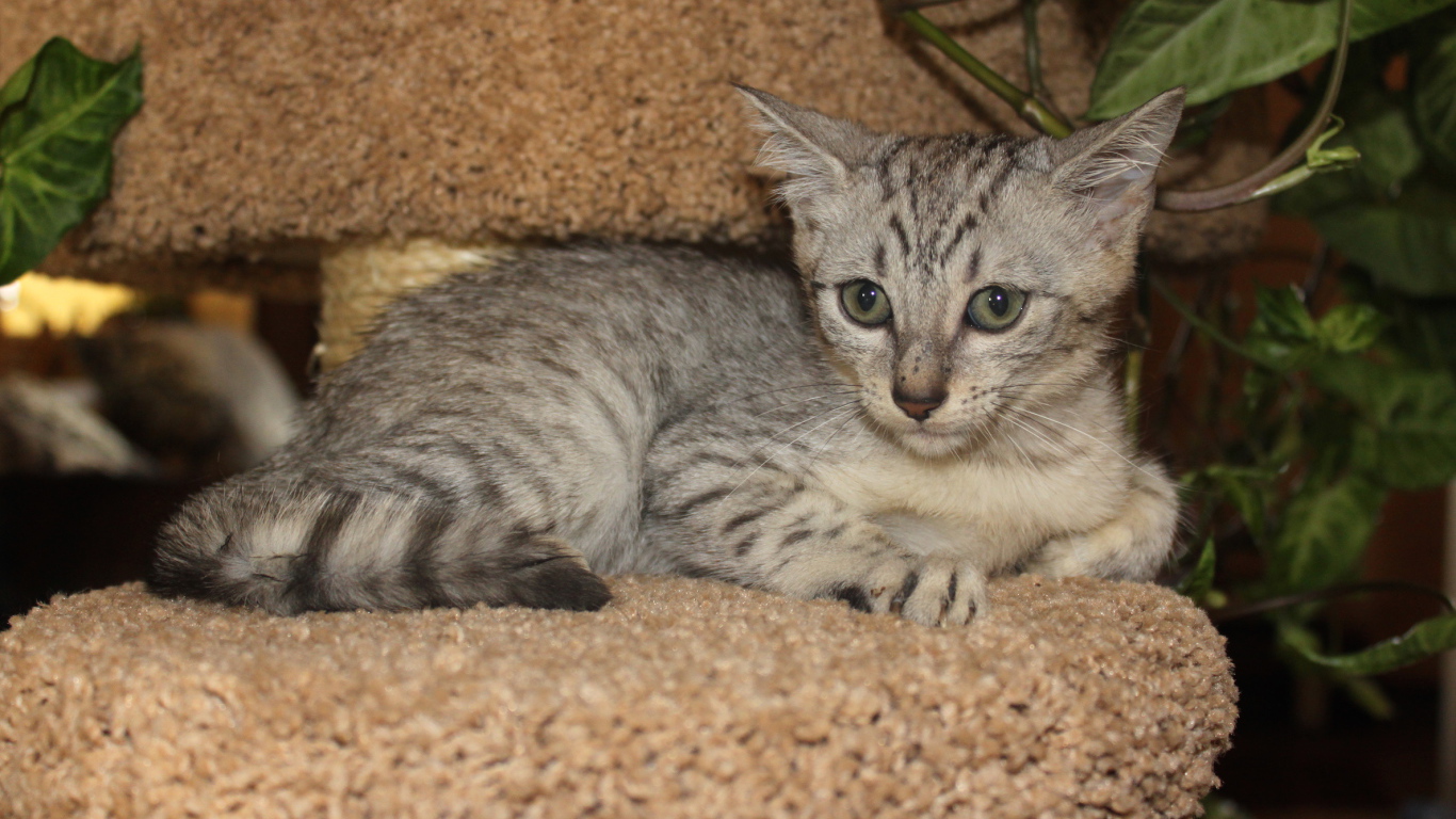 Котенок египетская мау