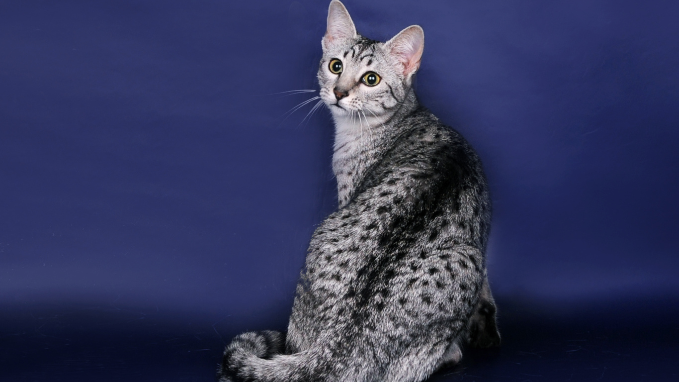 Египетская мау на синем фоне