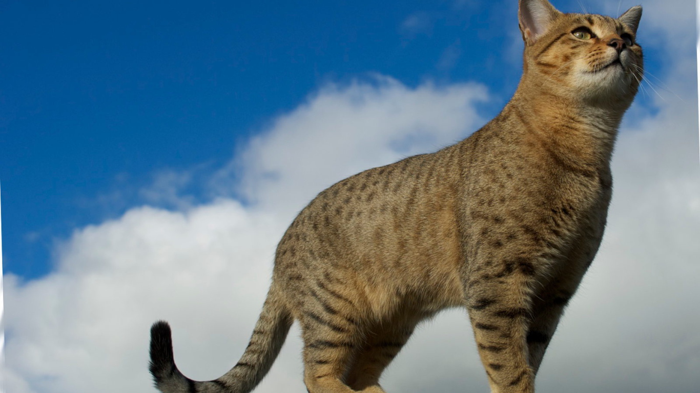 Египетская мау на заборе