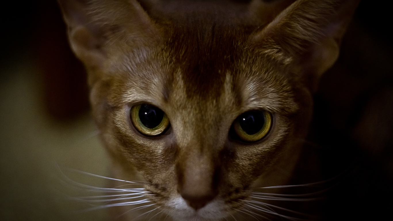 Глаза абиссинской кошки