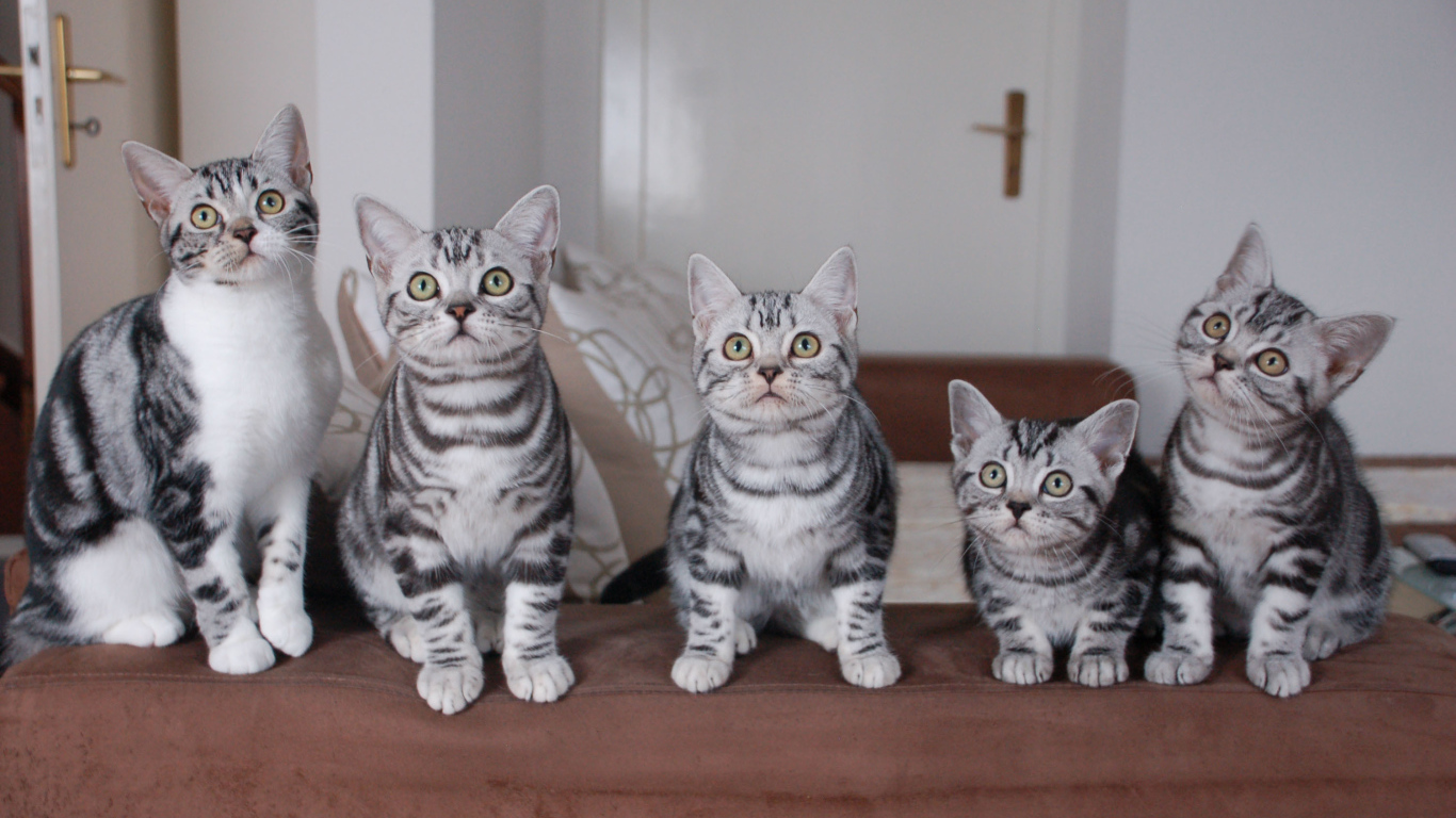 Семейство котят американской короткошерстной кошки