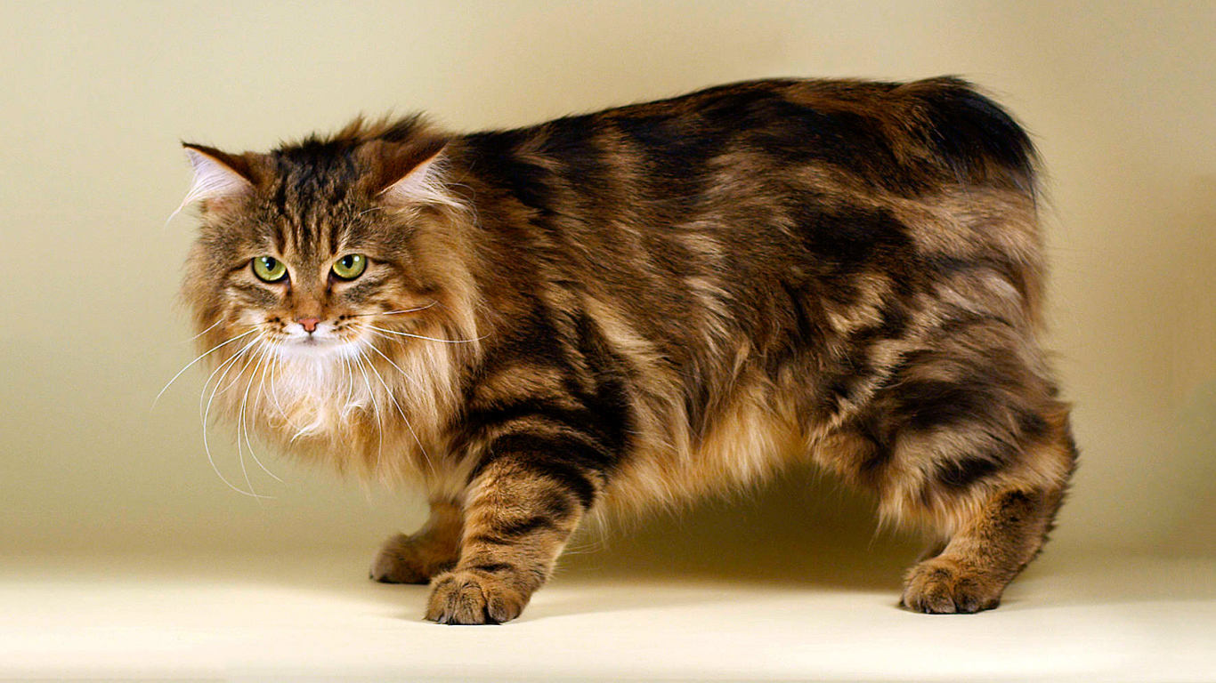 Пушистый курильский бобтейл