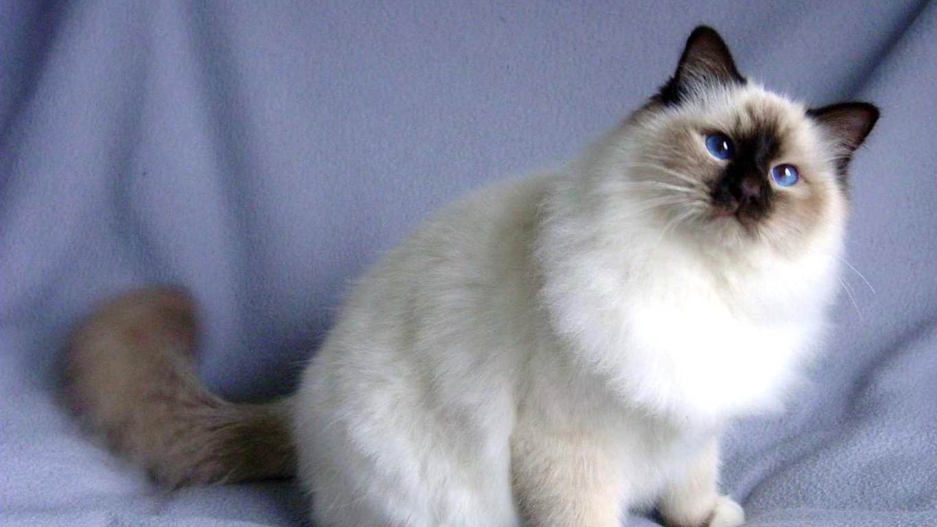 Пушистая кошка сноу-шу