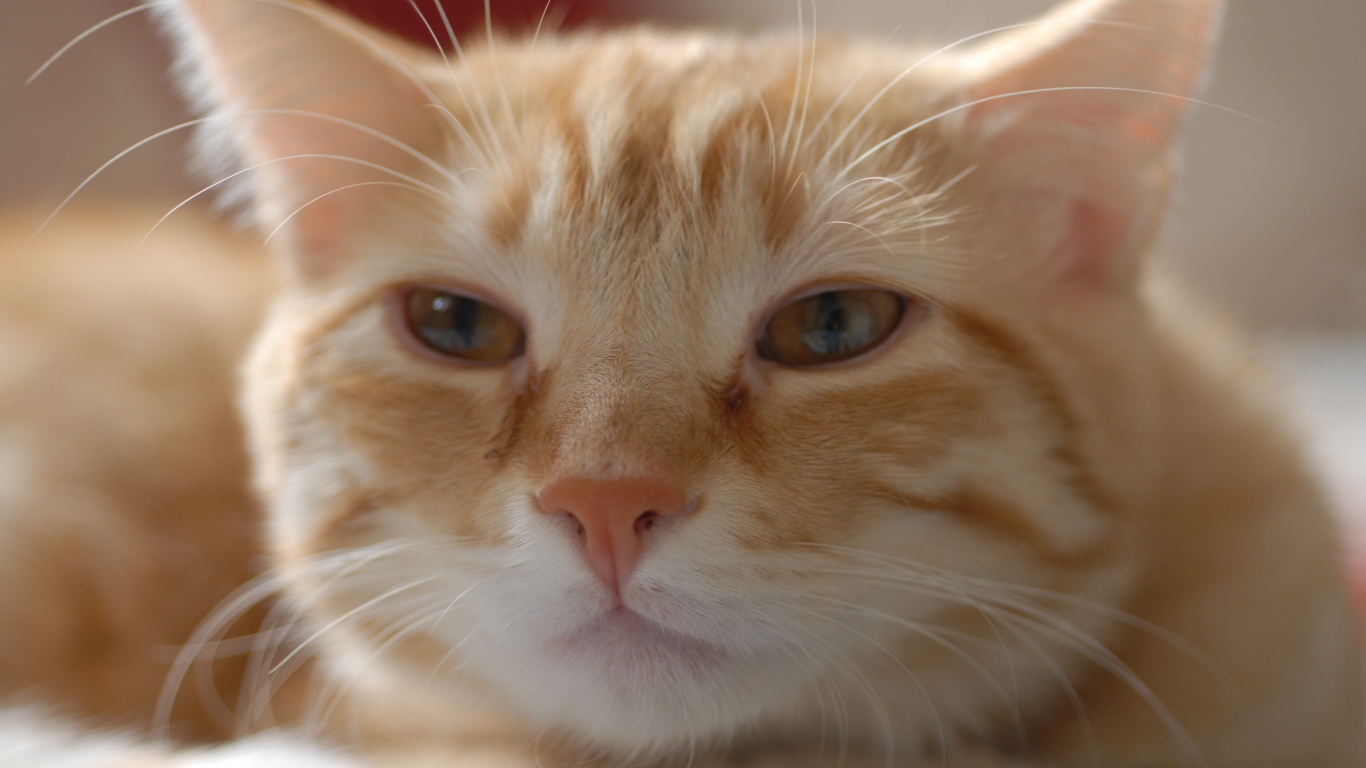 Пушистая рыжая европейская короткошерстная кошка