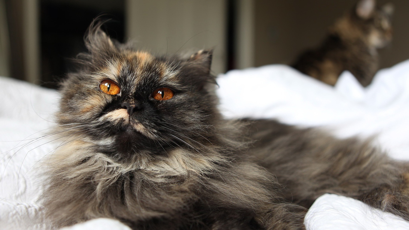 Пушистый серый кот