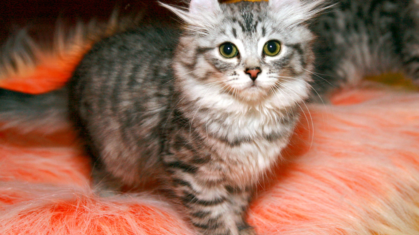 Пушистый котенок американский керл