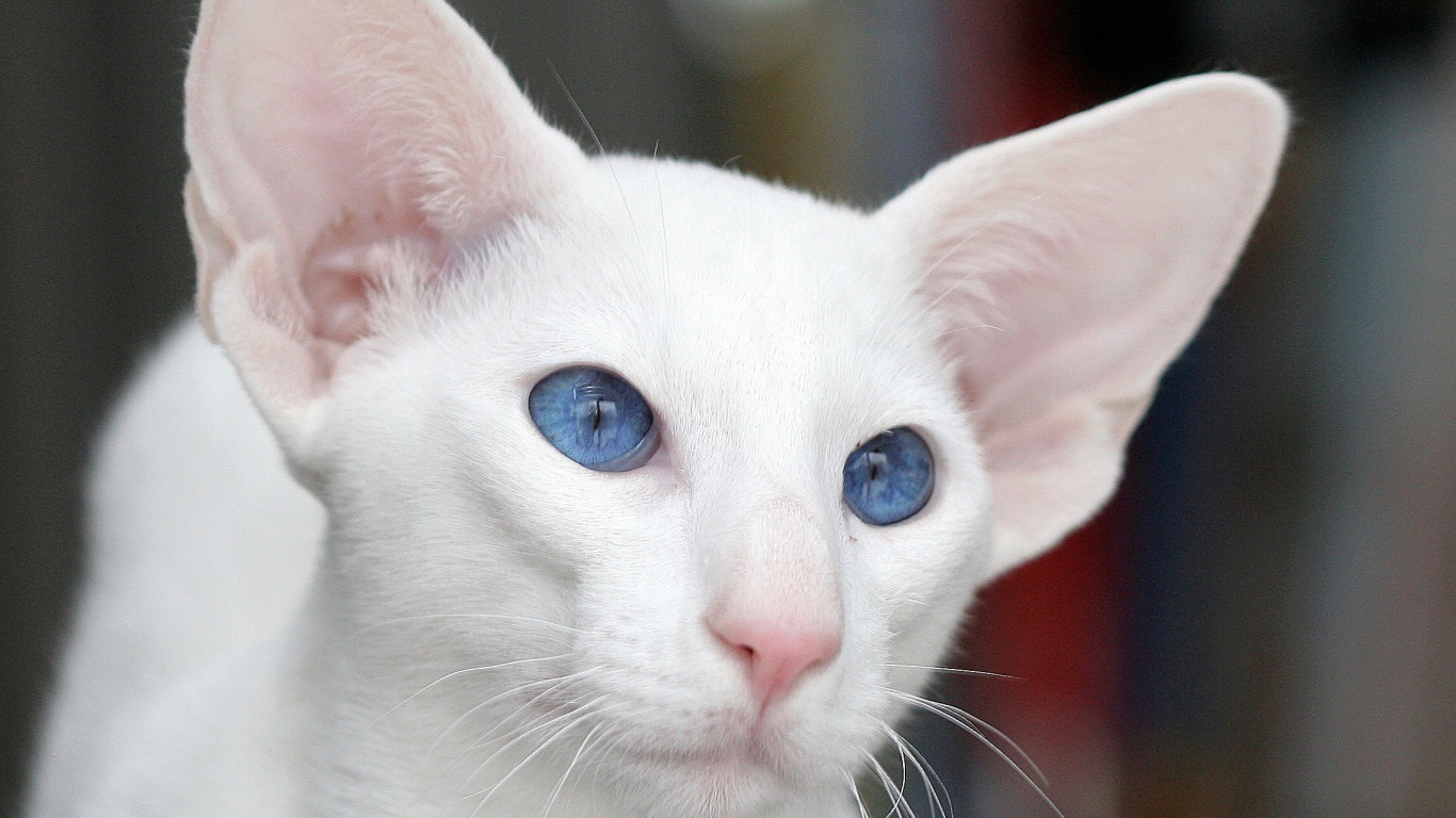 Голубоглазый форин вайт