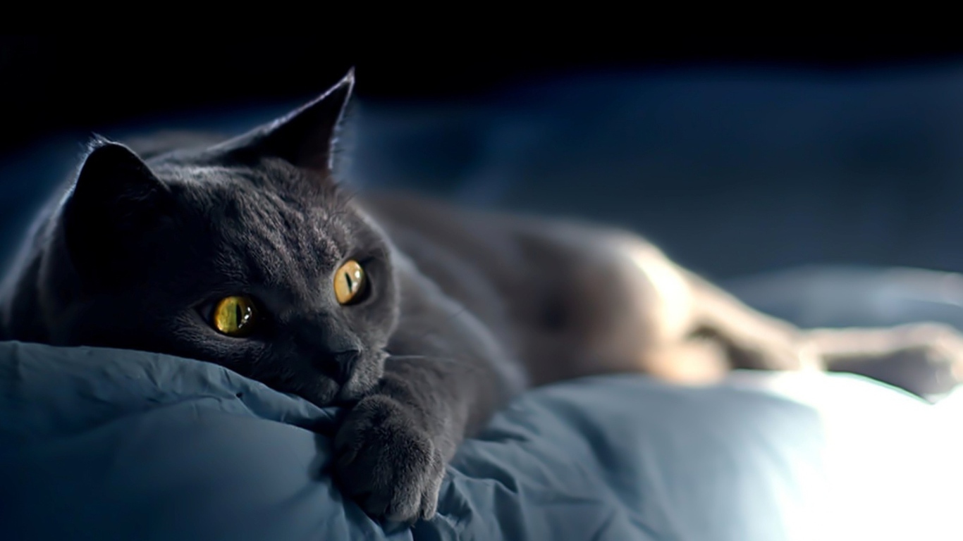 Забавная русская голубая кошка