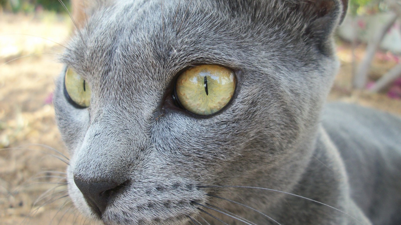 Забавный кот корат