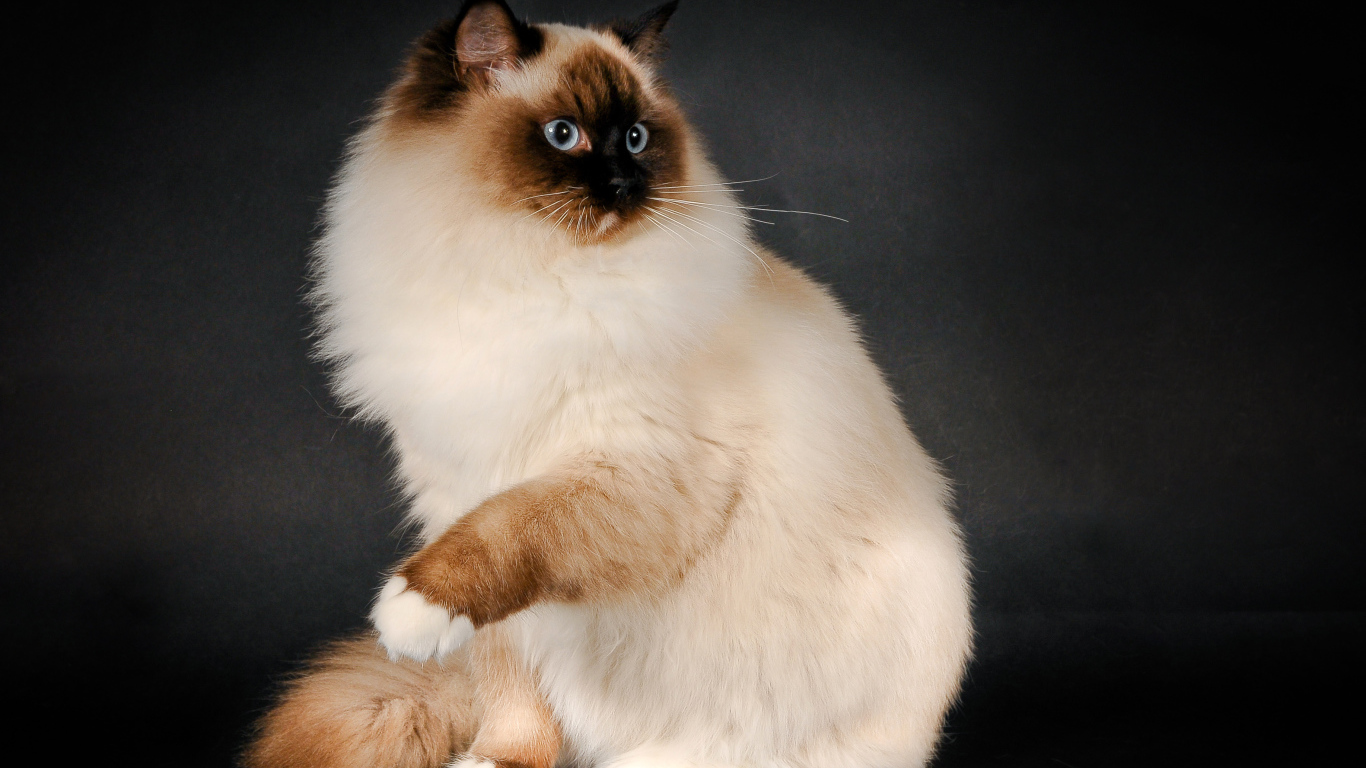 Забавная кошка рэгдолл