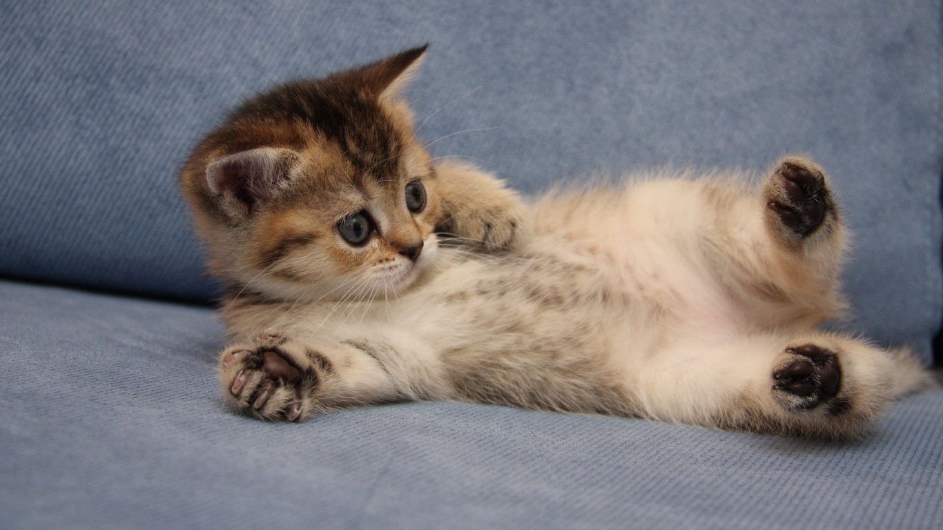 Забавный котенок турецкий ван