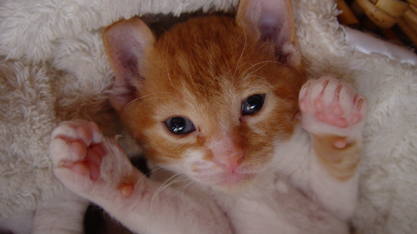 Котенок немецкий рекс