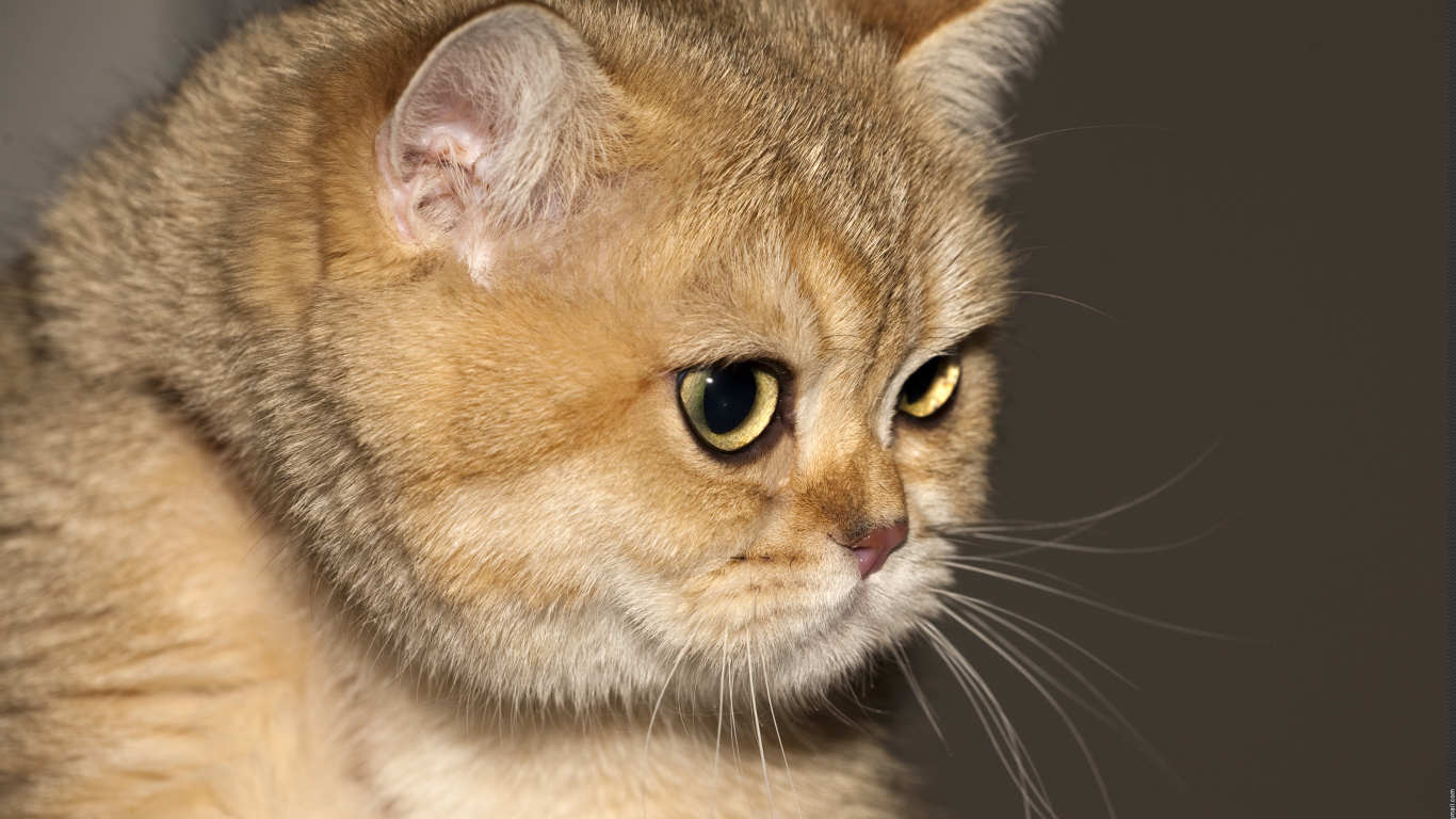 Рыжая британская короткошерстная кошка