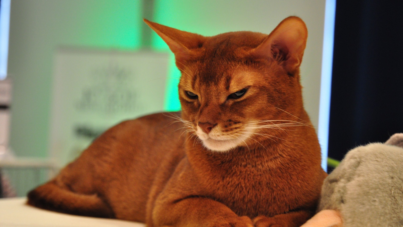 Хмурая абиссинская кошка