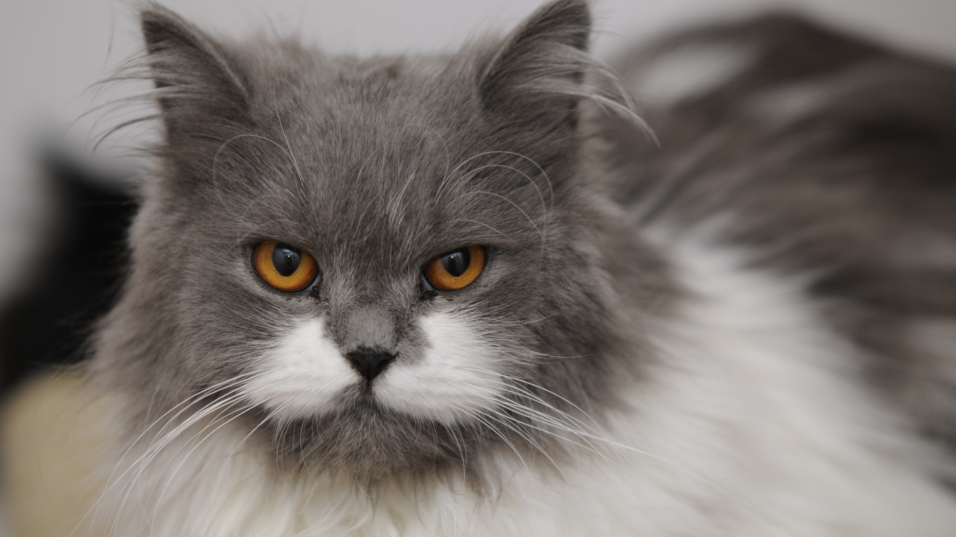 Хмурая британская длинношерстная кошка