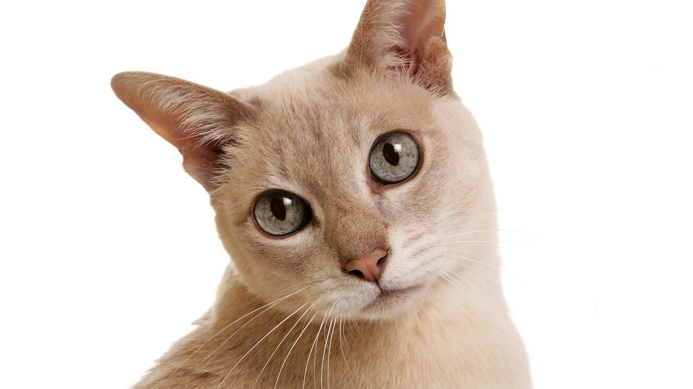 Сероглазая тонкинская кошка