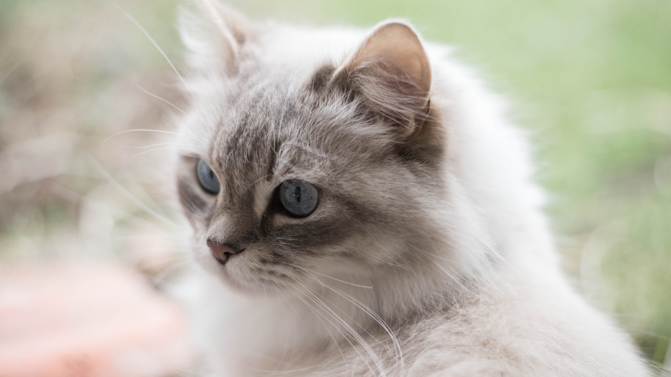 Серый кот рэгдолл