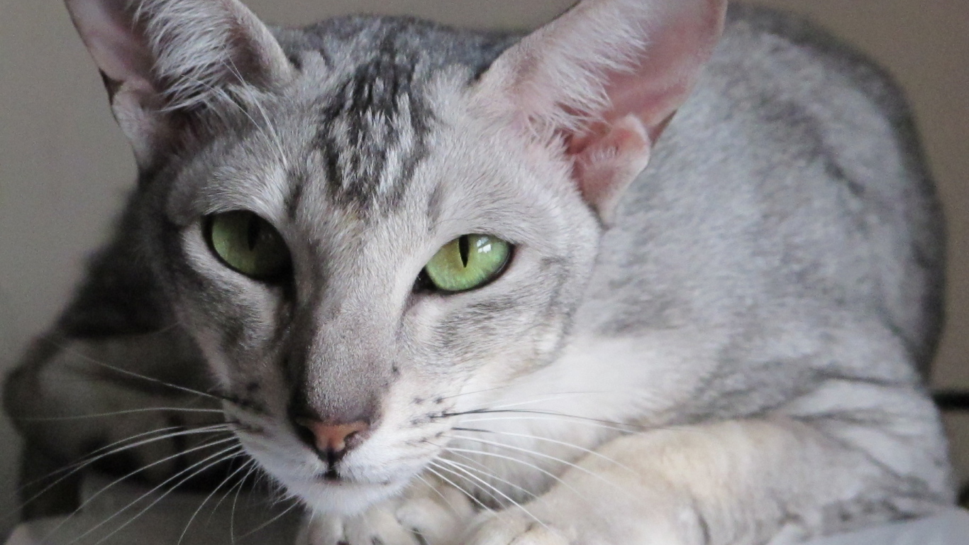 Зеленоглазая ориентальная короткошерстная кошка