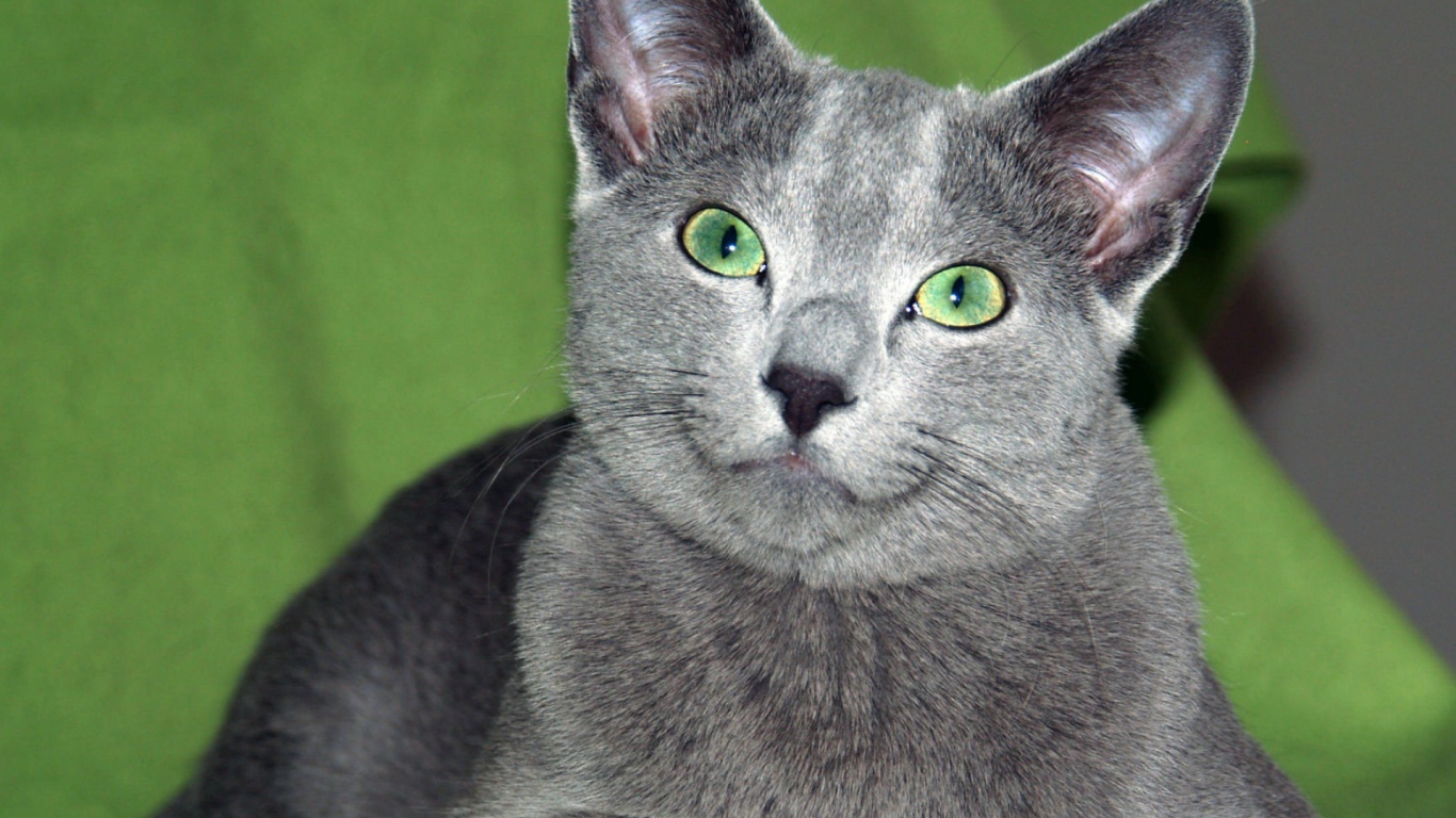 Зеленоглазая русская голубая кошка