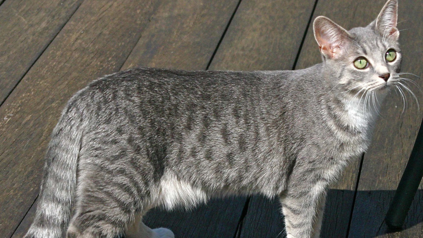 Серый аравийский мау