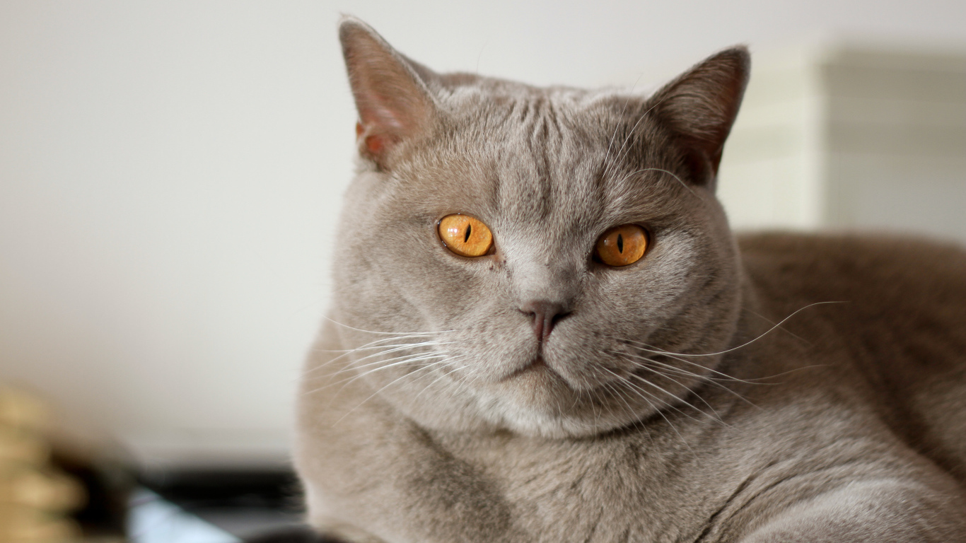 Серая британская короткошерстная кошка