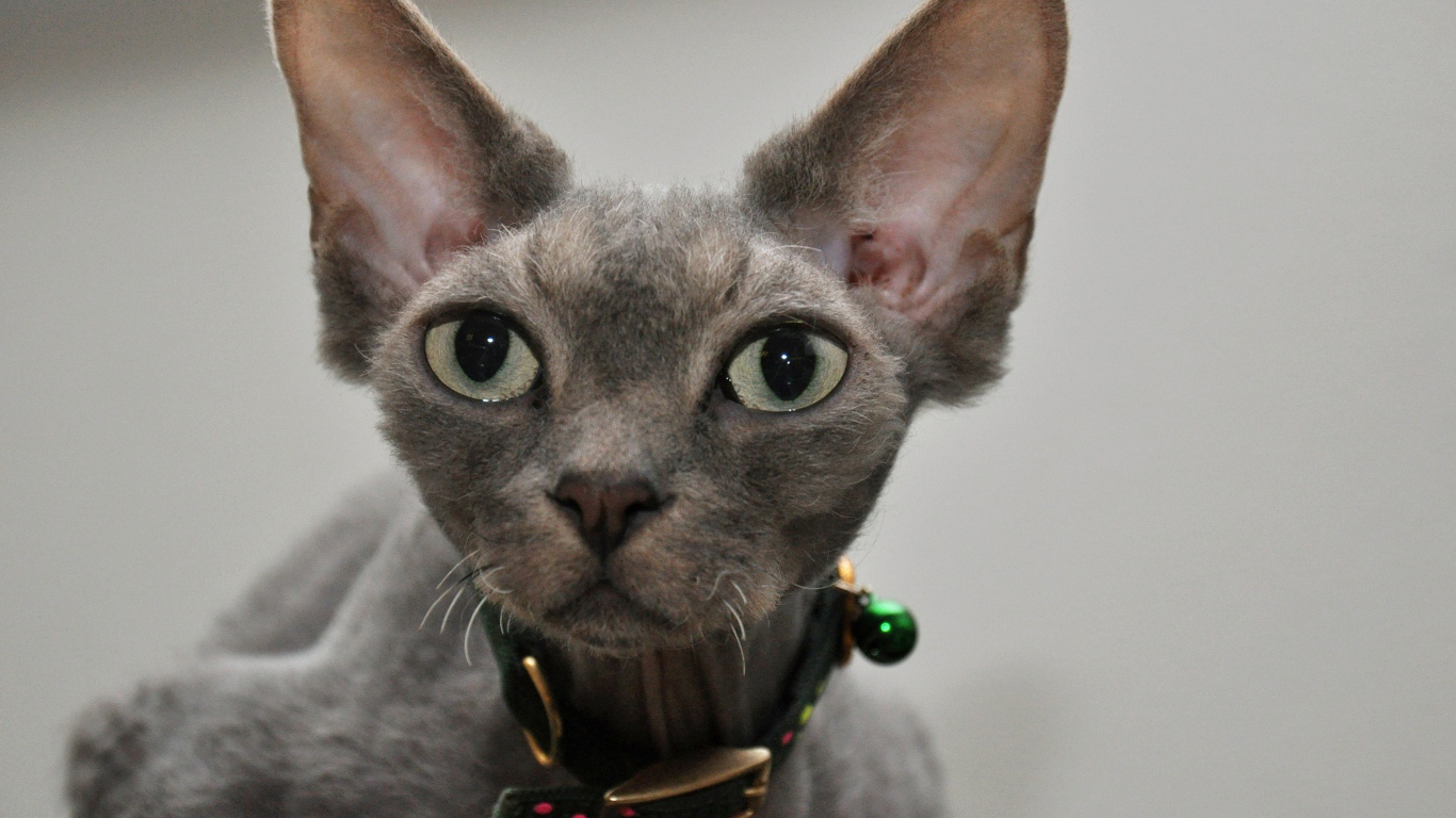 Серый девон-рекс