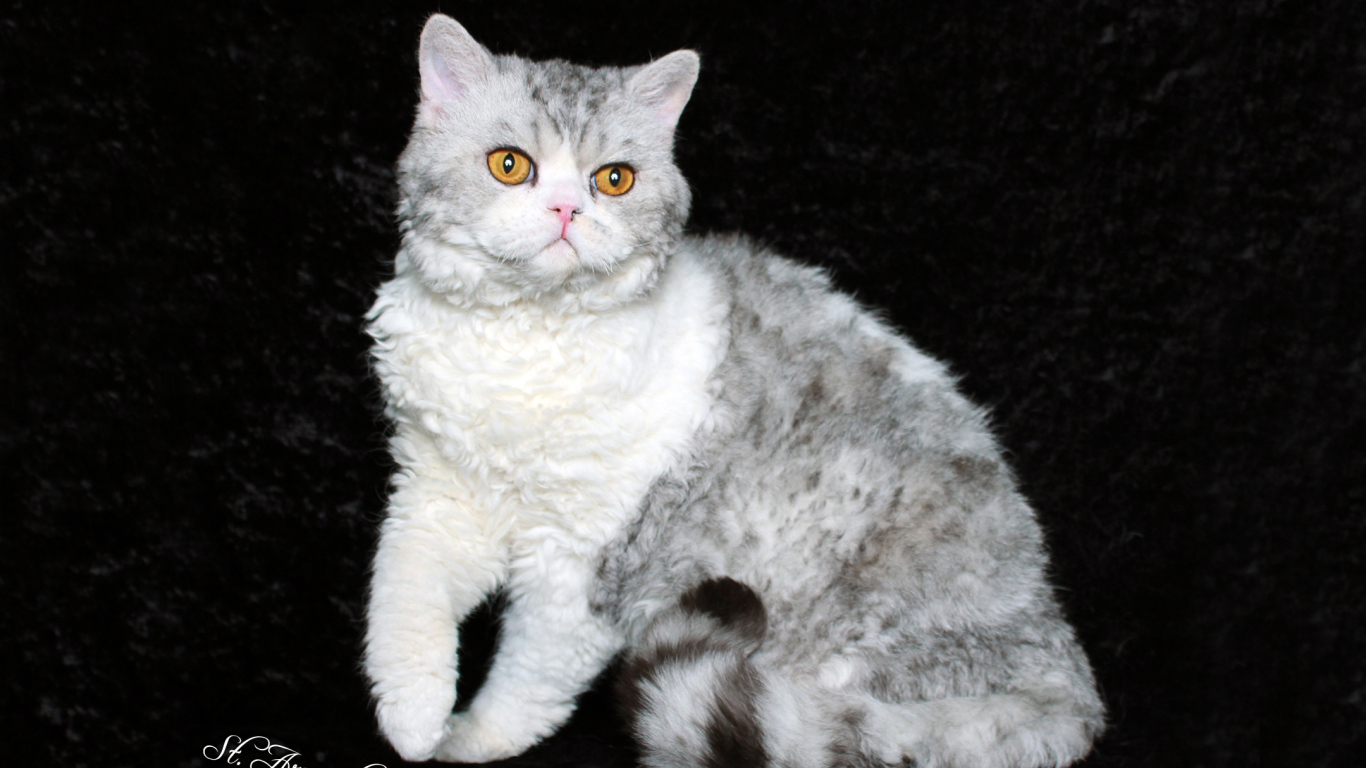 Серый селкирк рекс