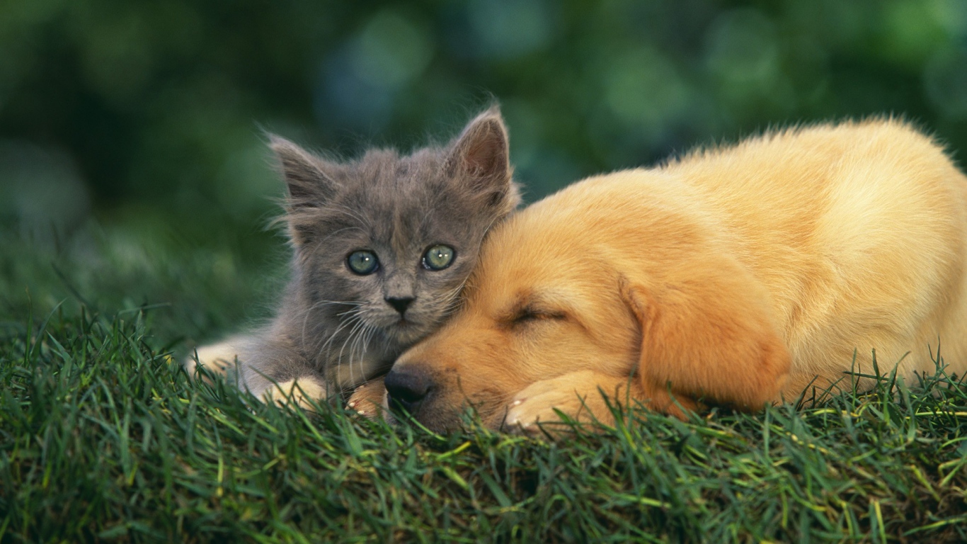 Серый котенок с собакой