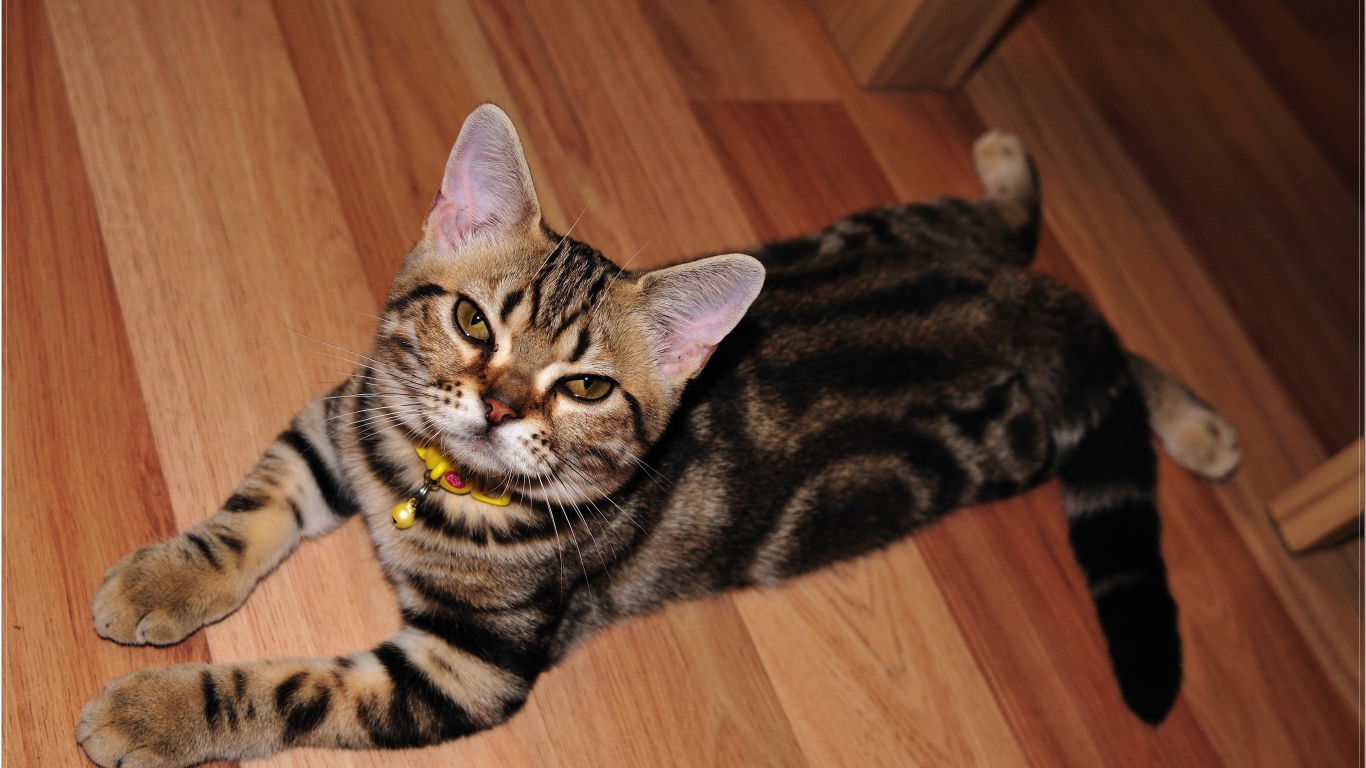 Домашняя американская короткошерстная кошка