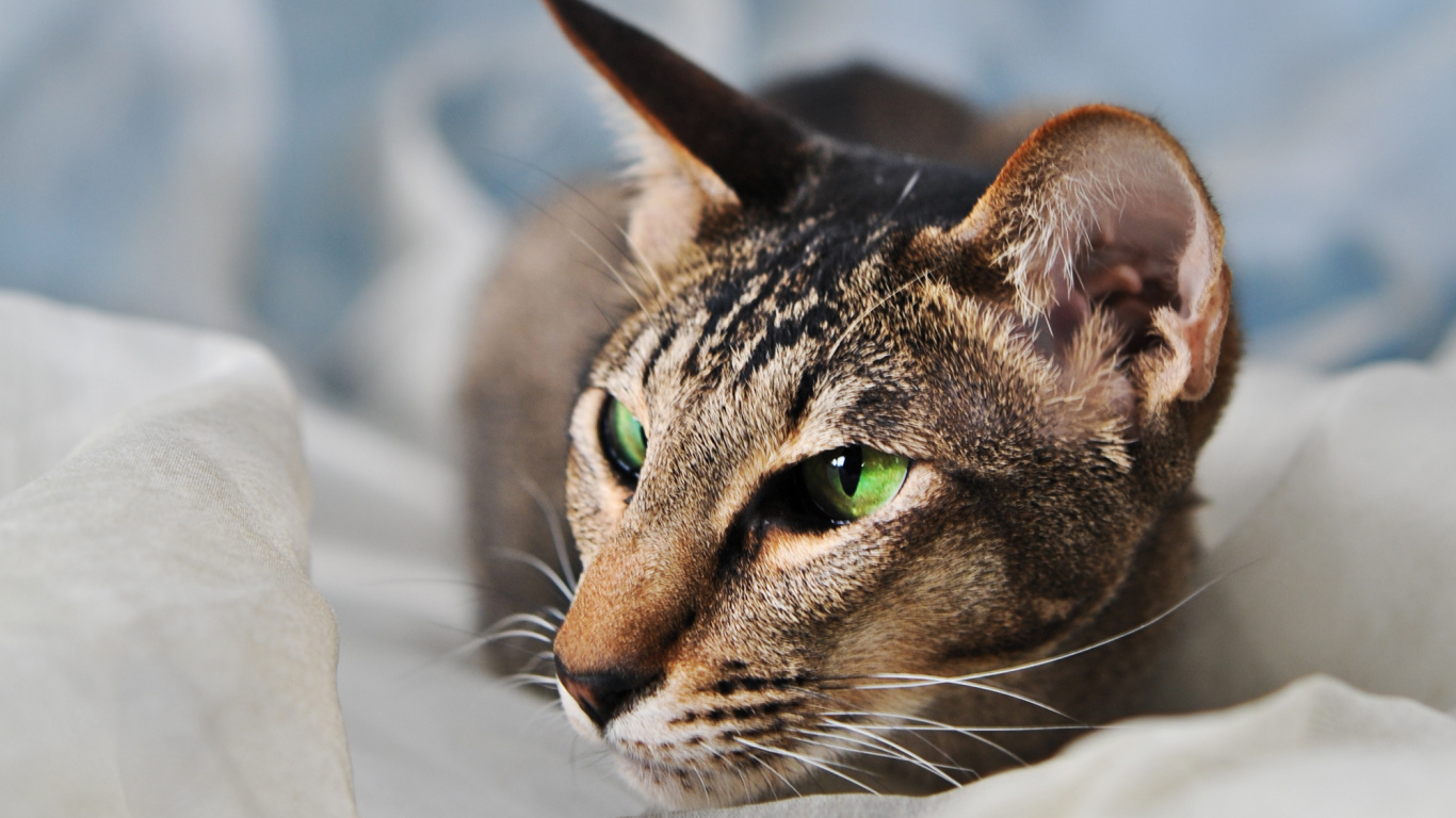 Домашняя ориентальная короткошерстная кошка