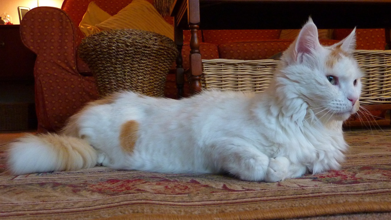 Домашний турецкий ван