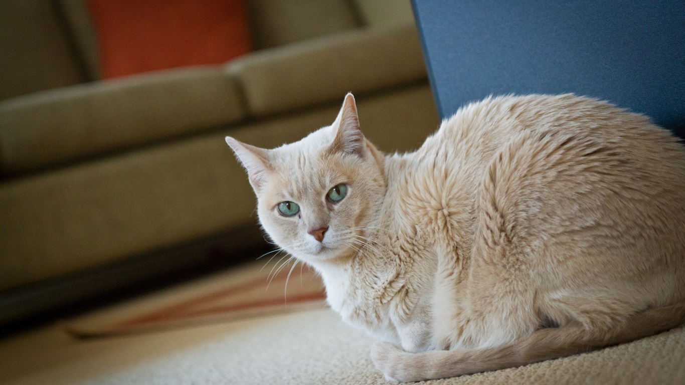 Домашний кот австралийский мист