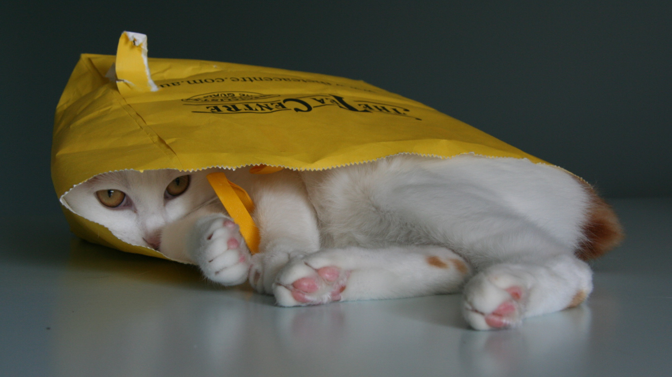 Японский бобтейл в пакете