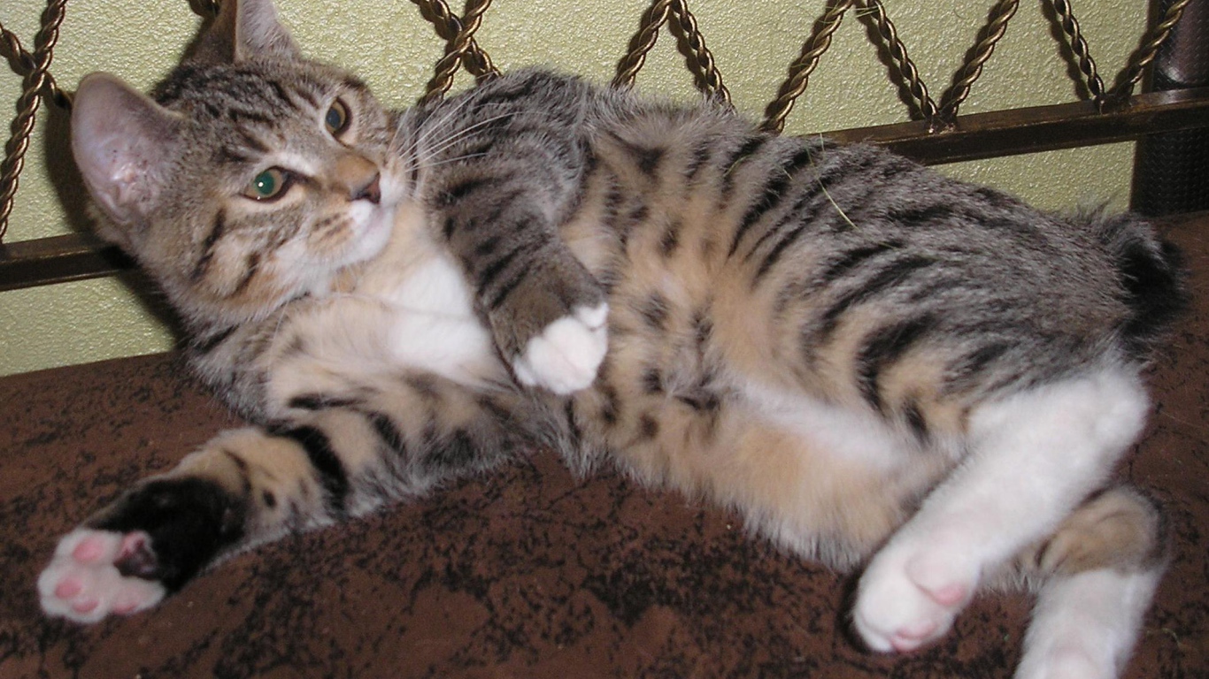 Японский бобтейл лежит