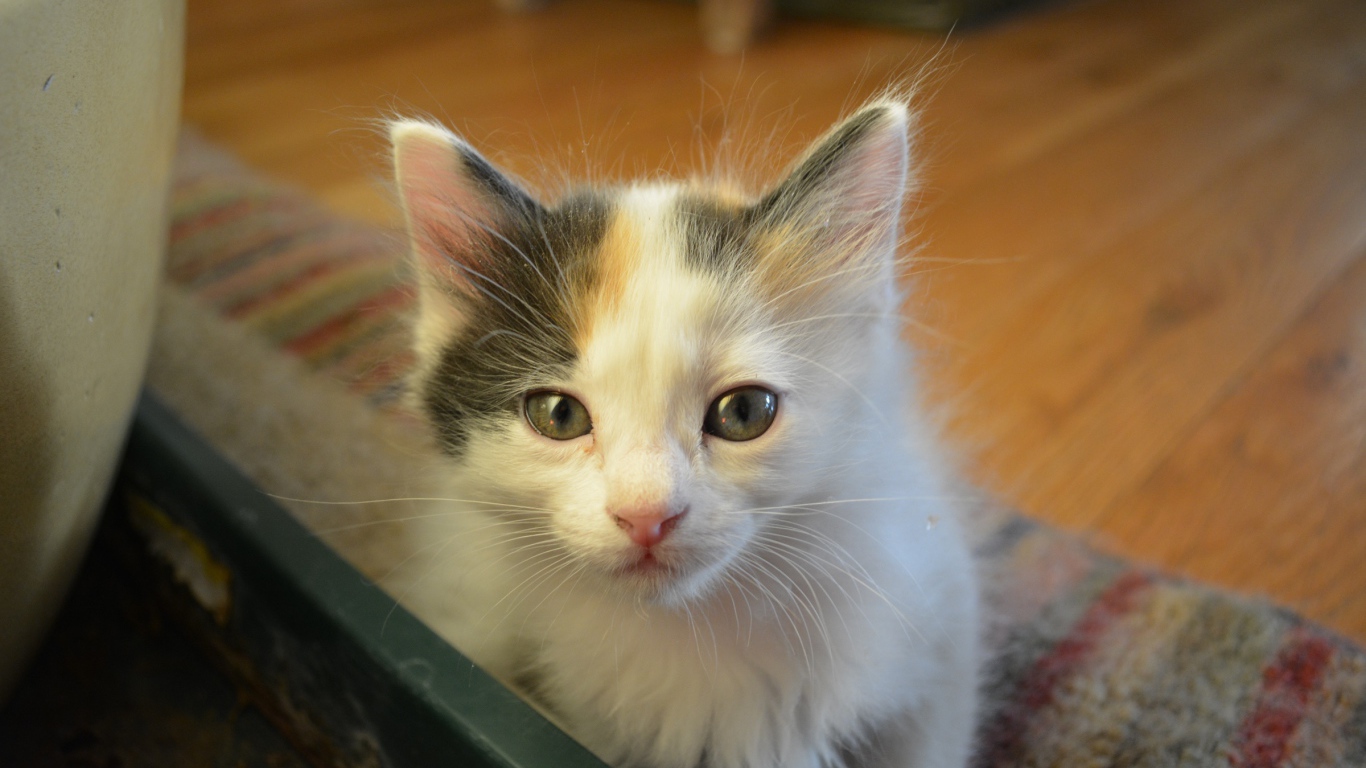 Котенок японского бобтейла