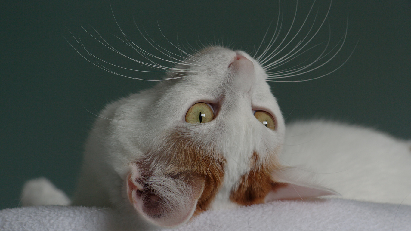 Японский бобтейл смотрит вверх