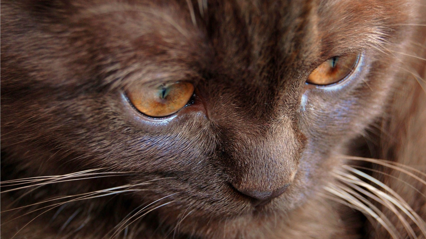 Котенок йоркской шоколадной кошки