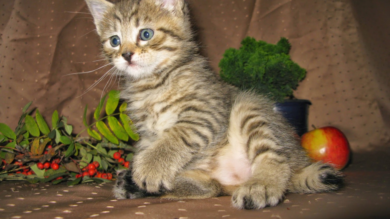 Котенок породы пиксибоб