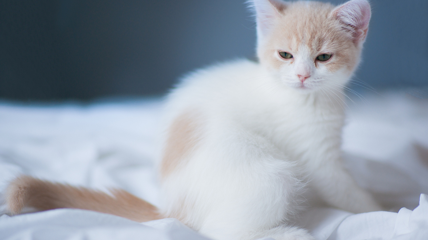 Котенок на белой постели