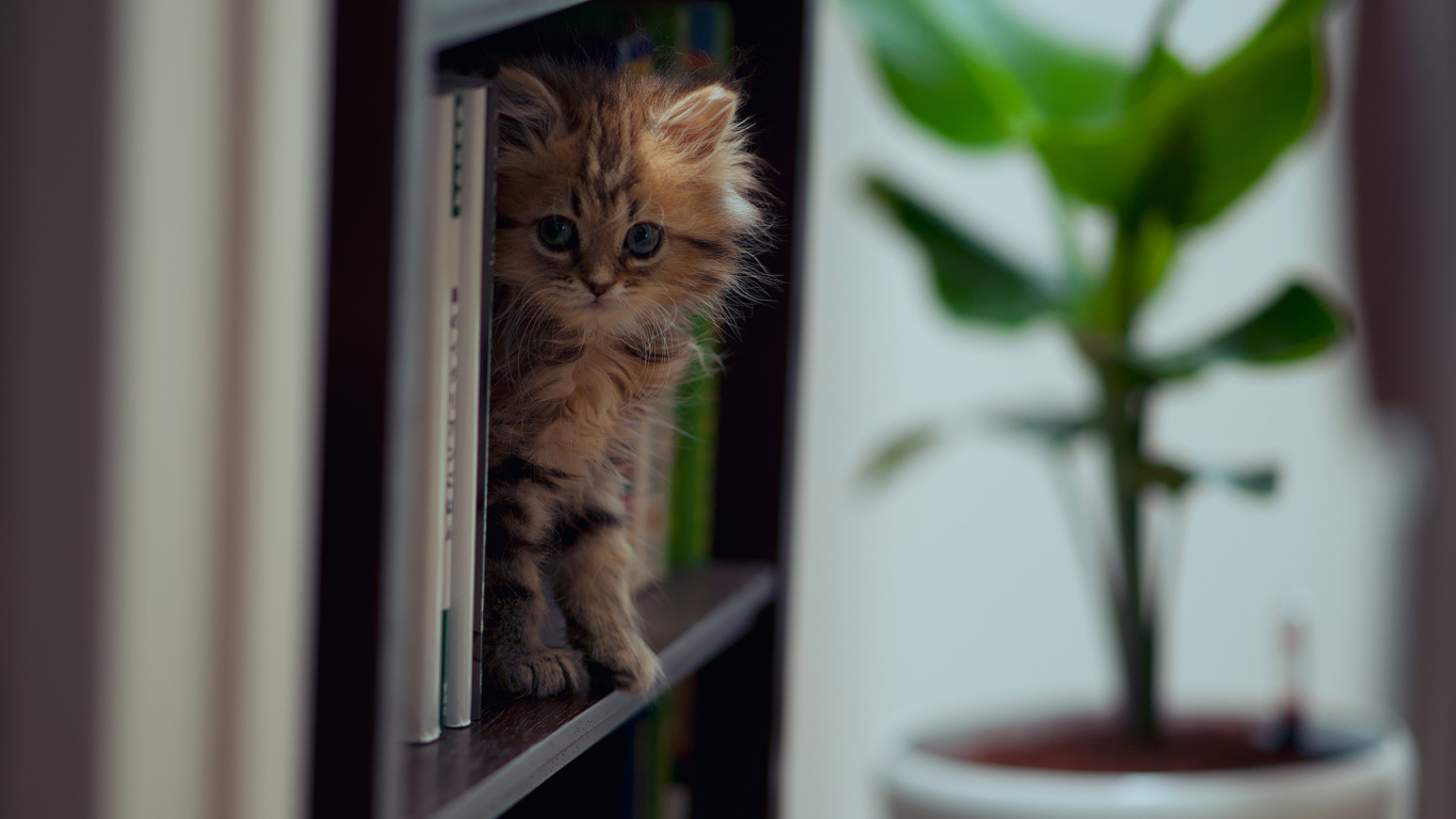 Котенок на полке