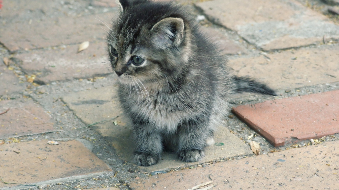 Котенок на улице