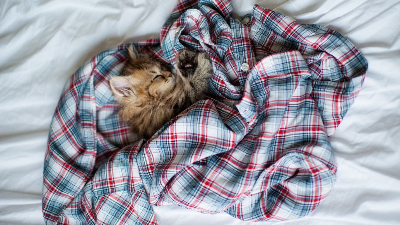 Котенок спит в рубашке