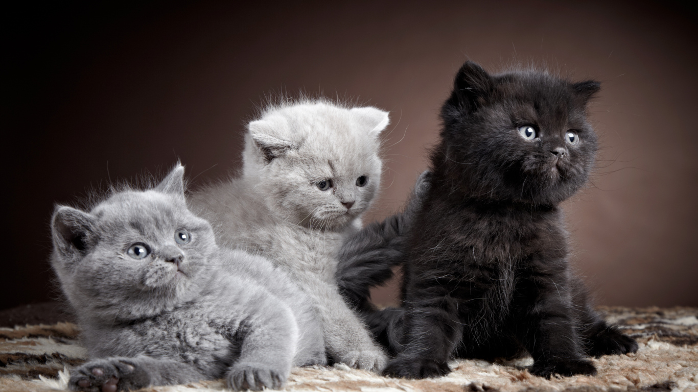 Котята породы британская короткошерстная кошка